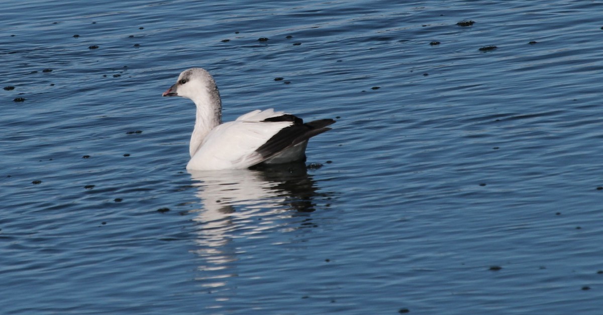 Ross's Goose - ML646218305