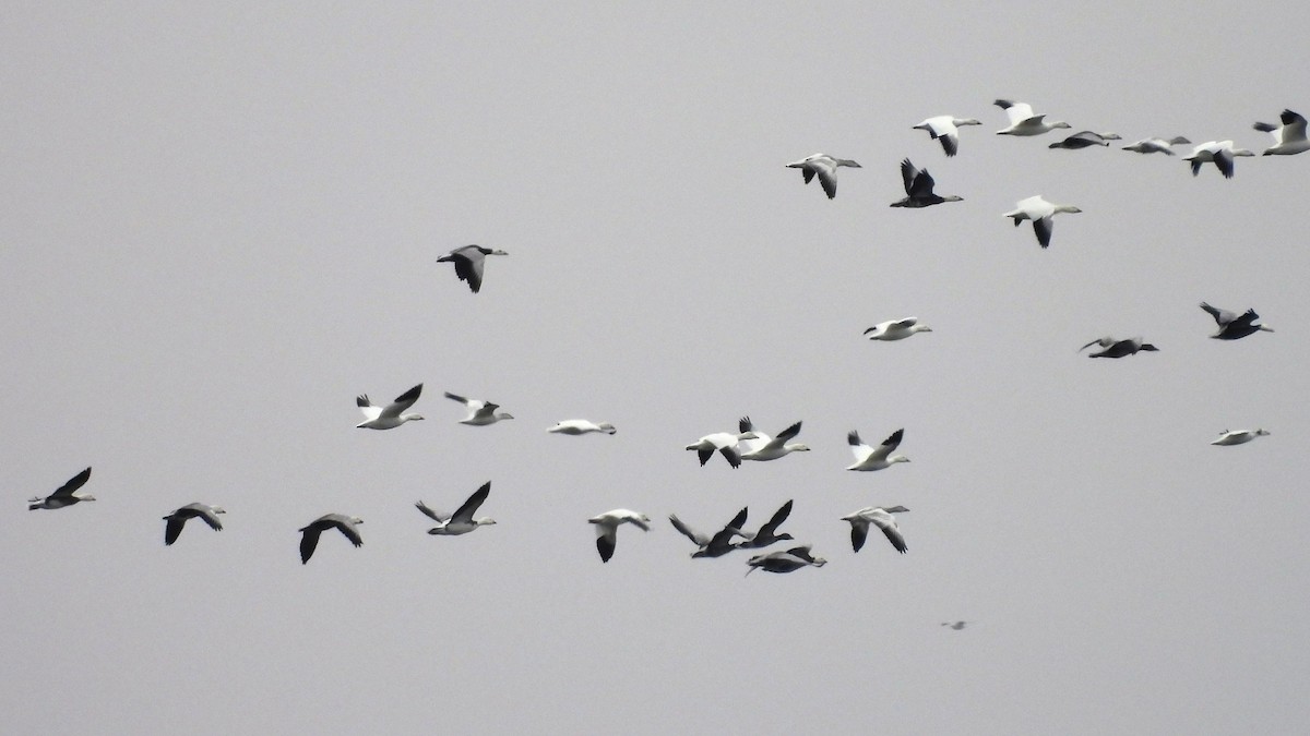 Snow Goose - ML646218307