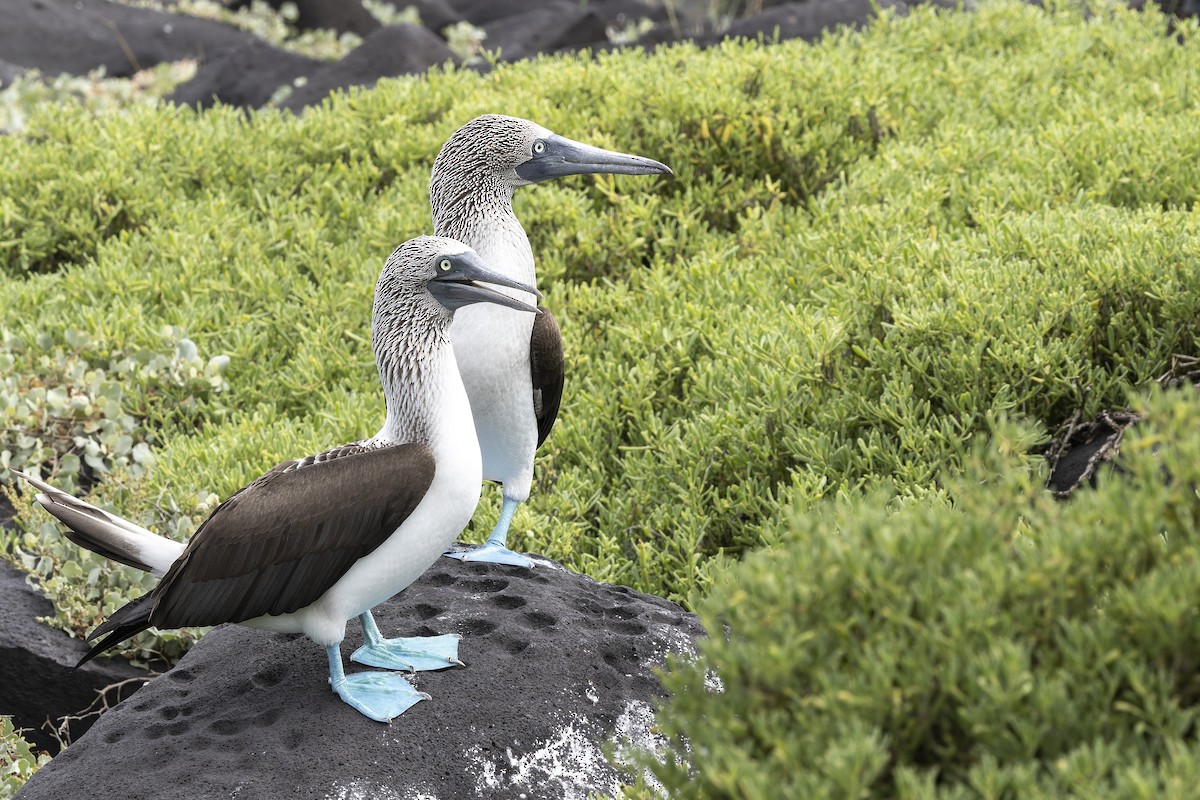Blue-footed Booby - ML646218308