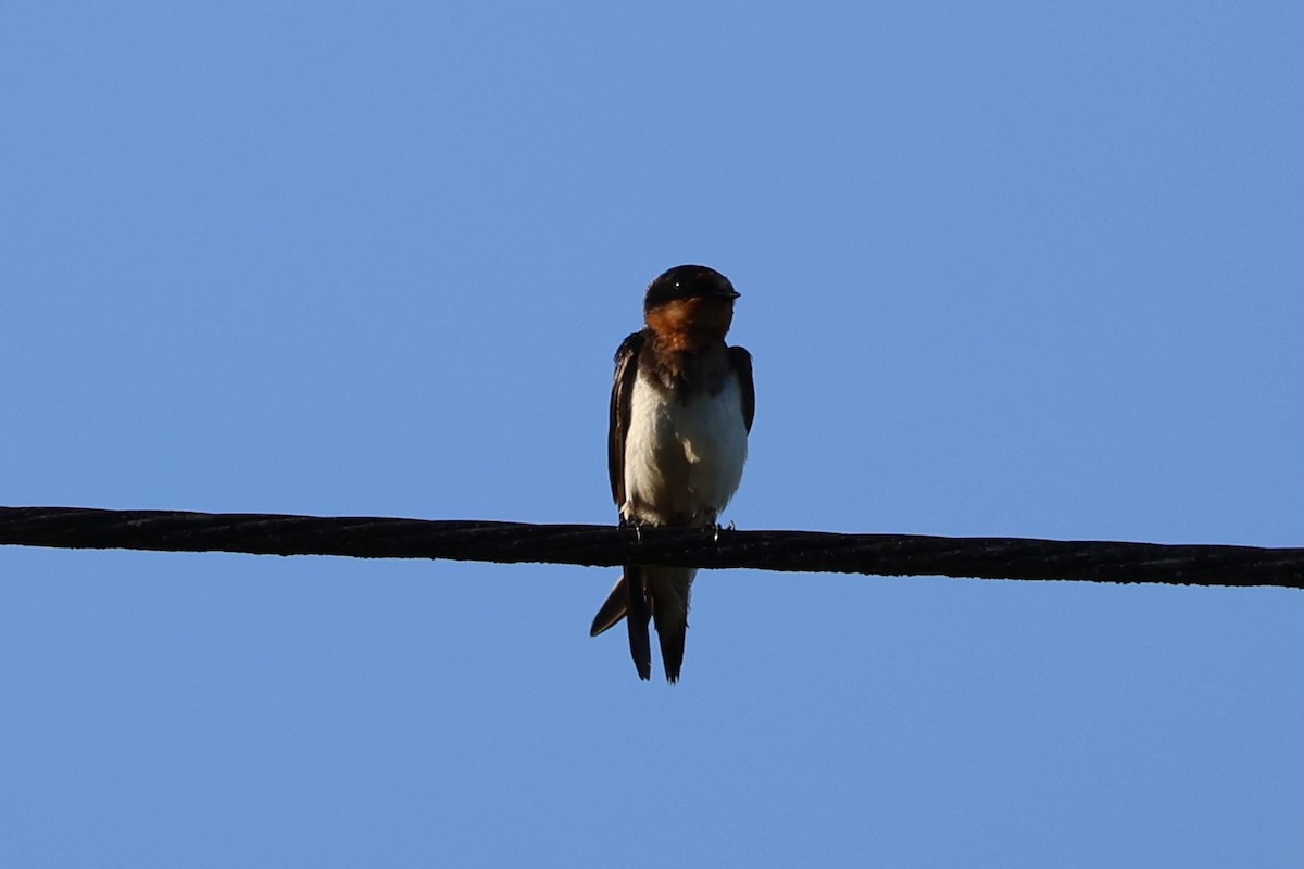 vlaštovka obecná - ML646218309