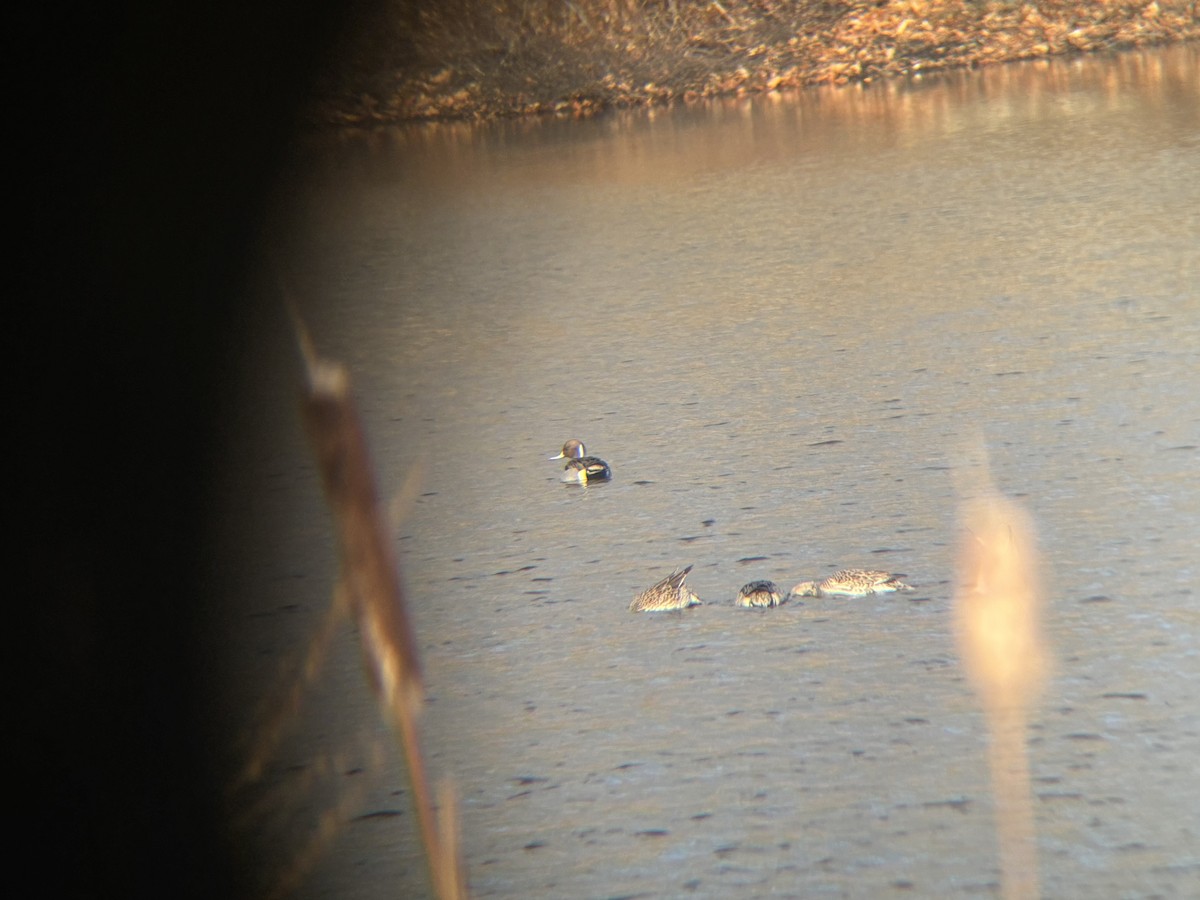 Ahate buztanluzea - ML646218310