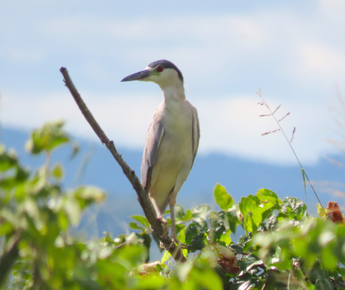 Black-crowned Night Heron - ML646218318