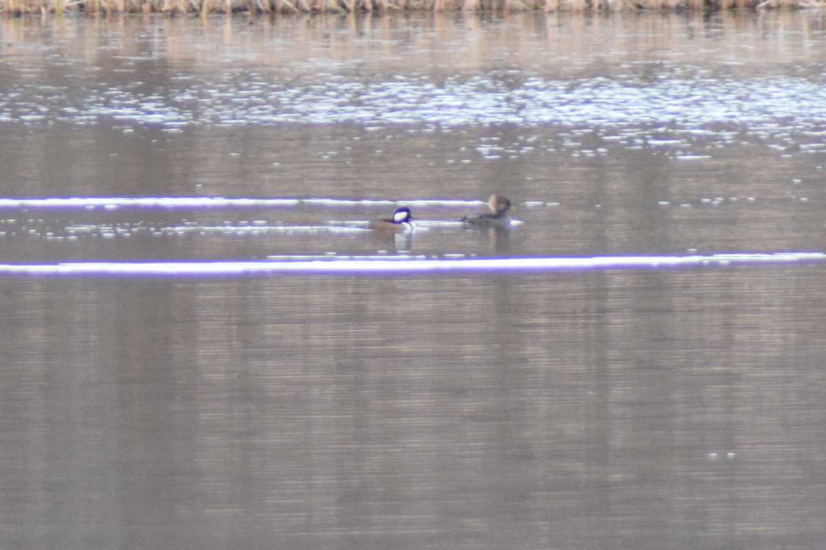 Hooded Merganser - ML646218319