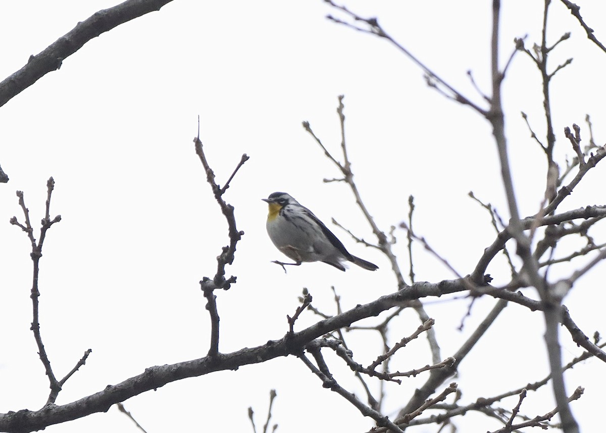 Paruline à gorge jaune - ML646218323