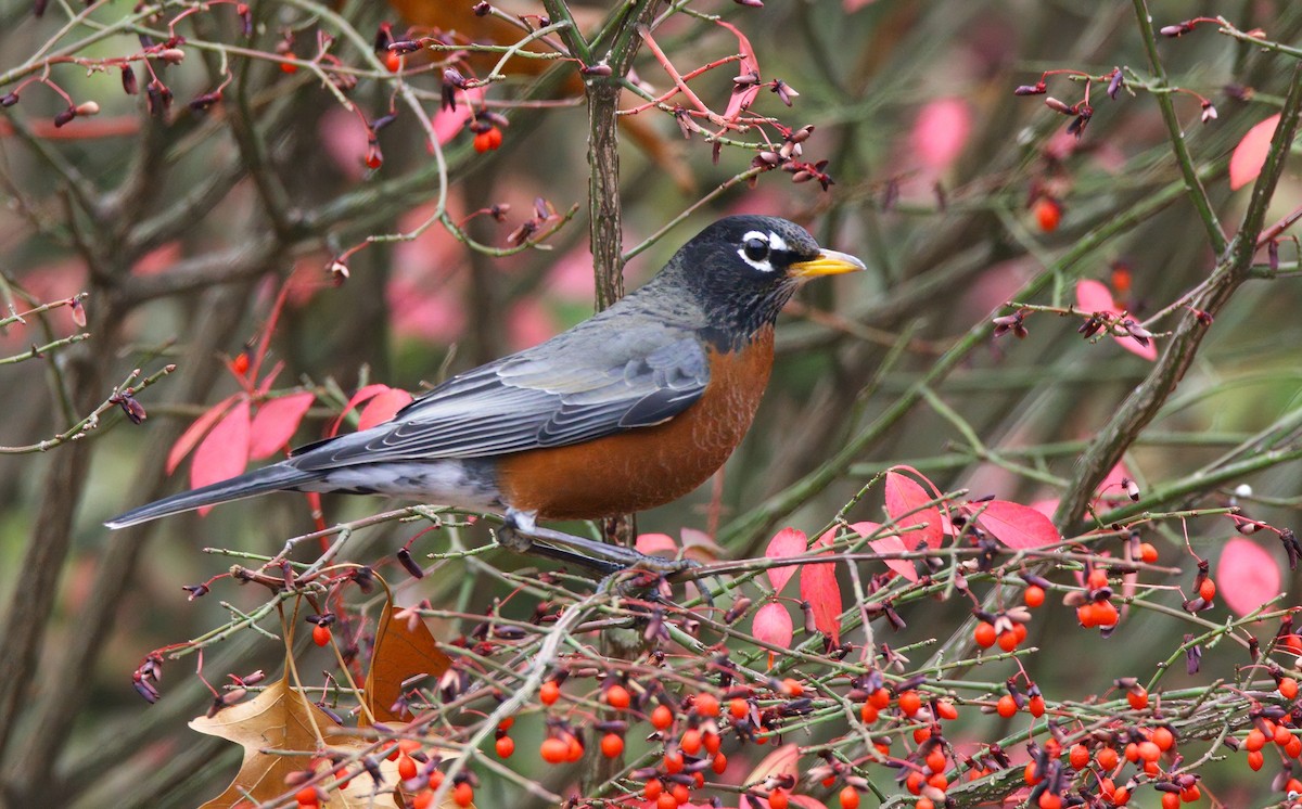 Merle d'Amérique - ML646218326