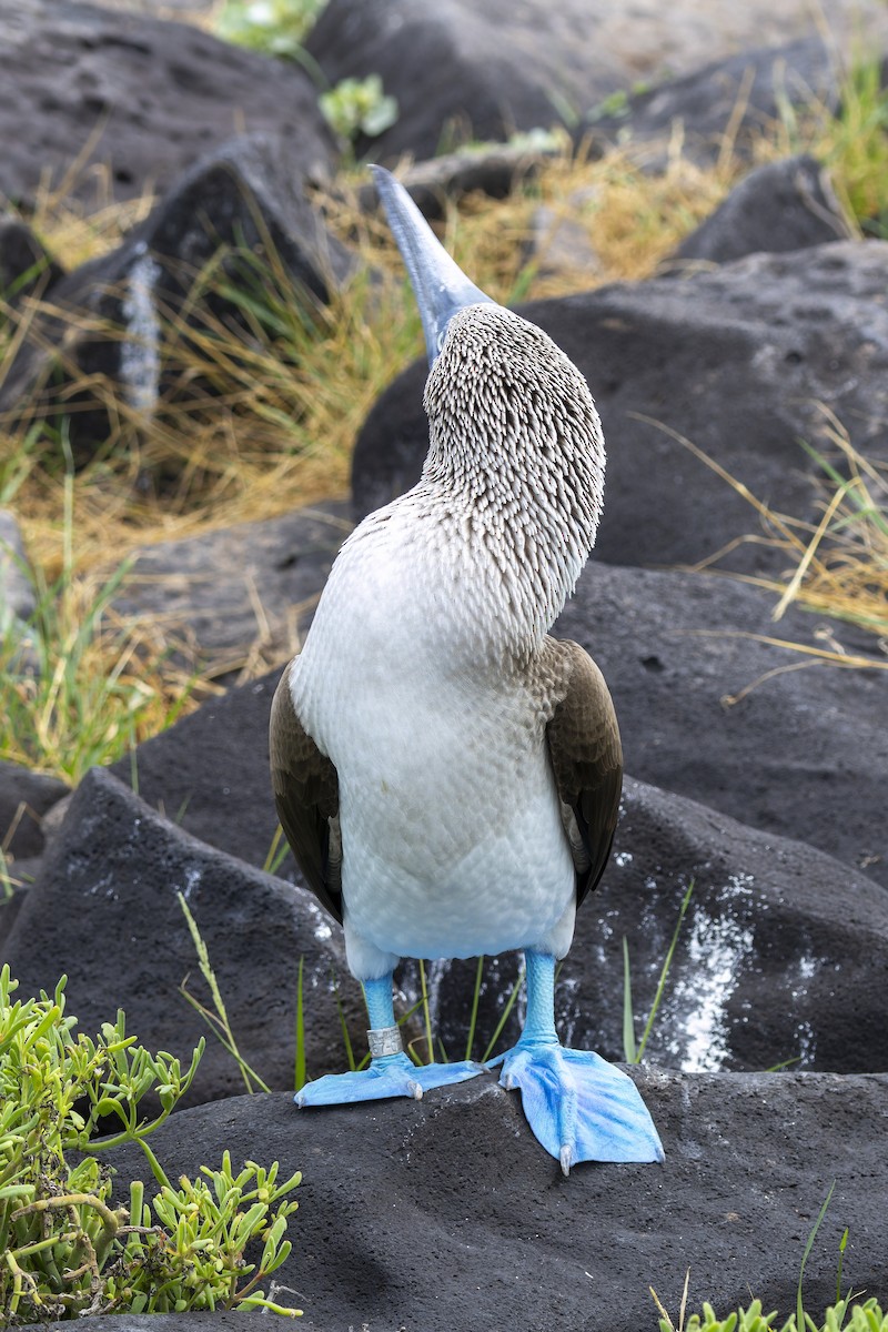 Blue-footed Booby - ML646218327