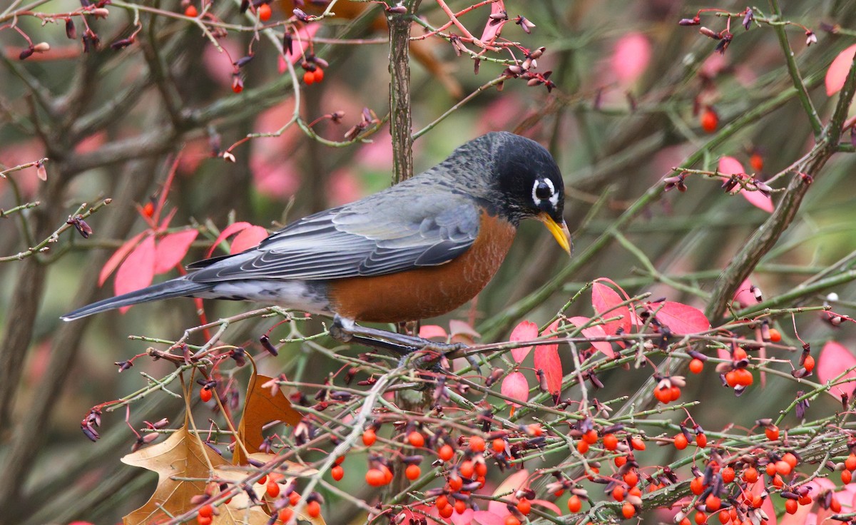 Merle d'Amérique - ML646218333