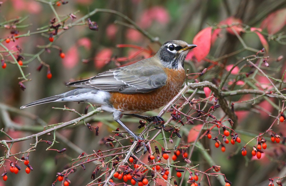 Merle d'Amérique - ML646218334