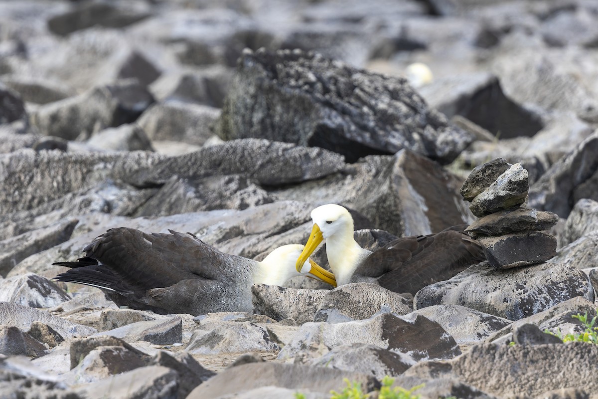 Waved Albatross - ML646218336