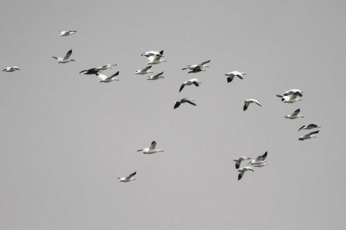 Ross's Goose - ML646218338