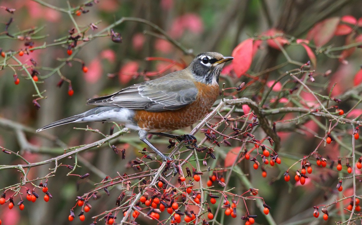 Merle d'Amérique - ML646218345