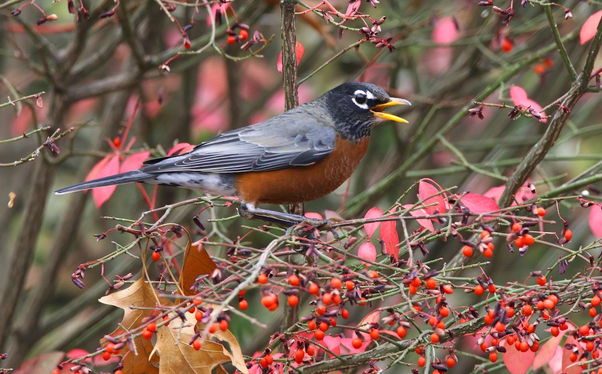 Merle d'Amérique - ML646218352