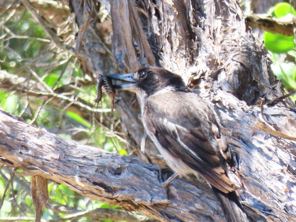 Gray Butcherbird - ML646218354