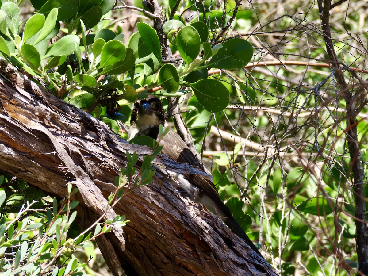 Gray Butcherbird - ML646218355