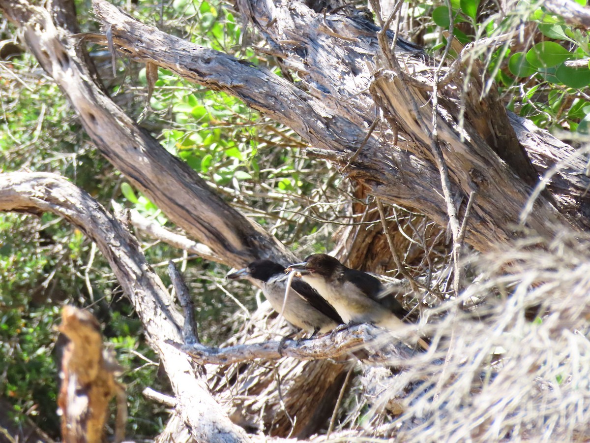 Gray Butcherbird - ML646218356