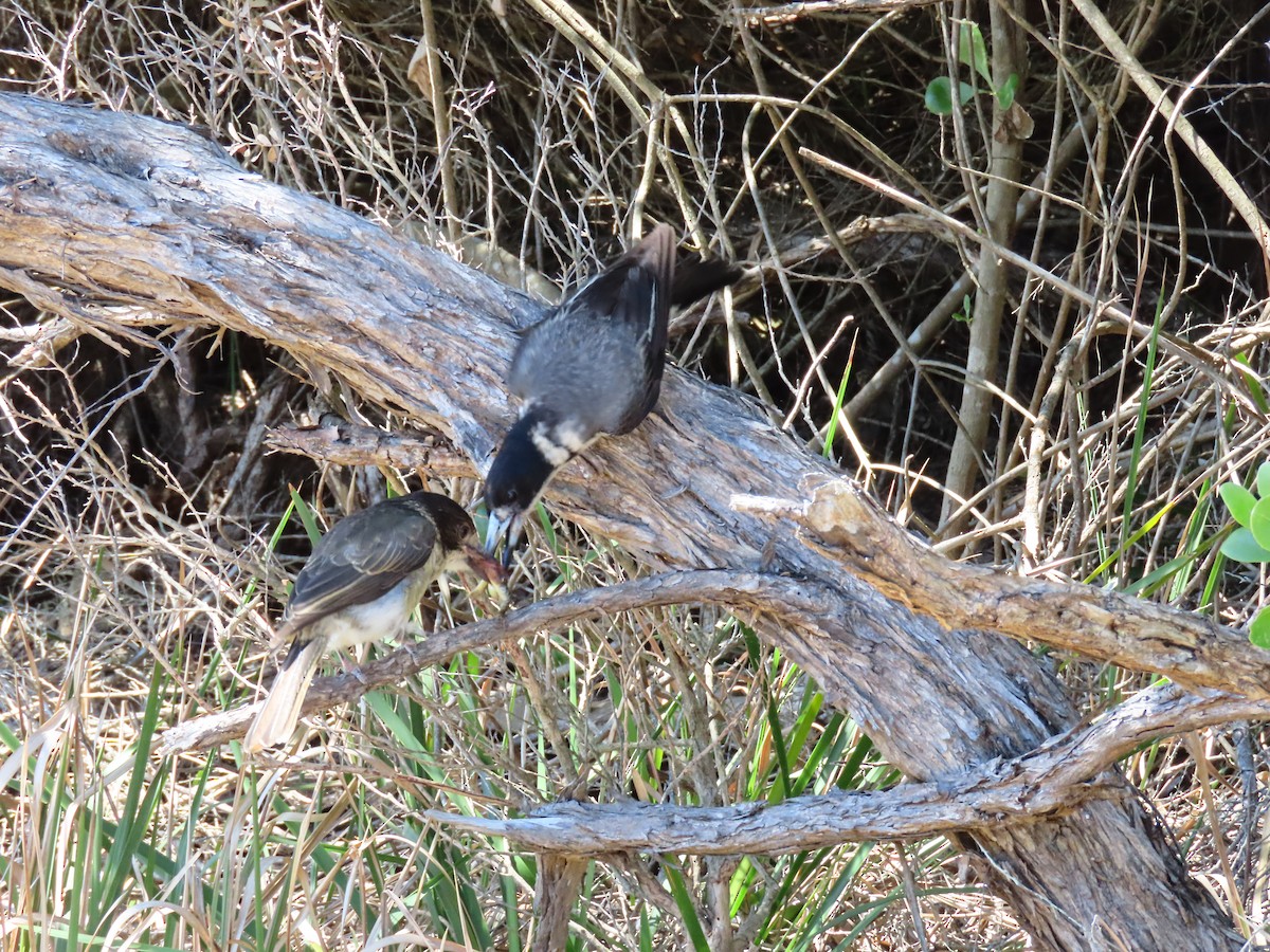 Gray Butcherbird - ML646218357