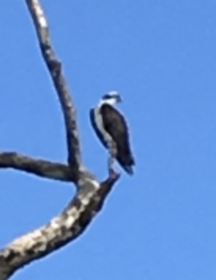 Osprey - ML646218358