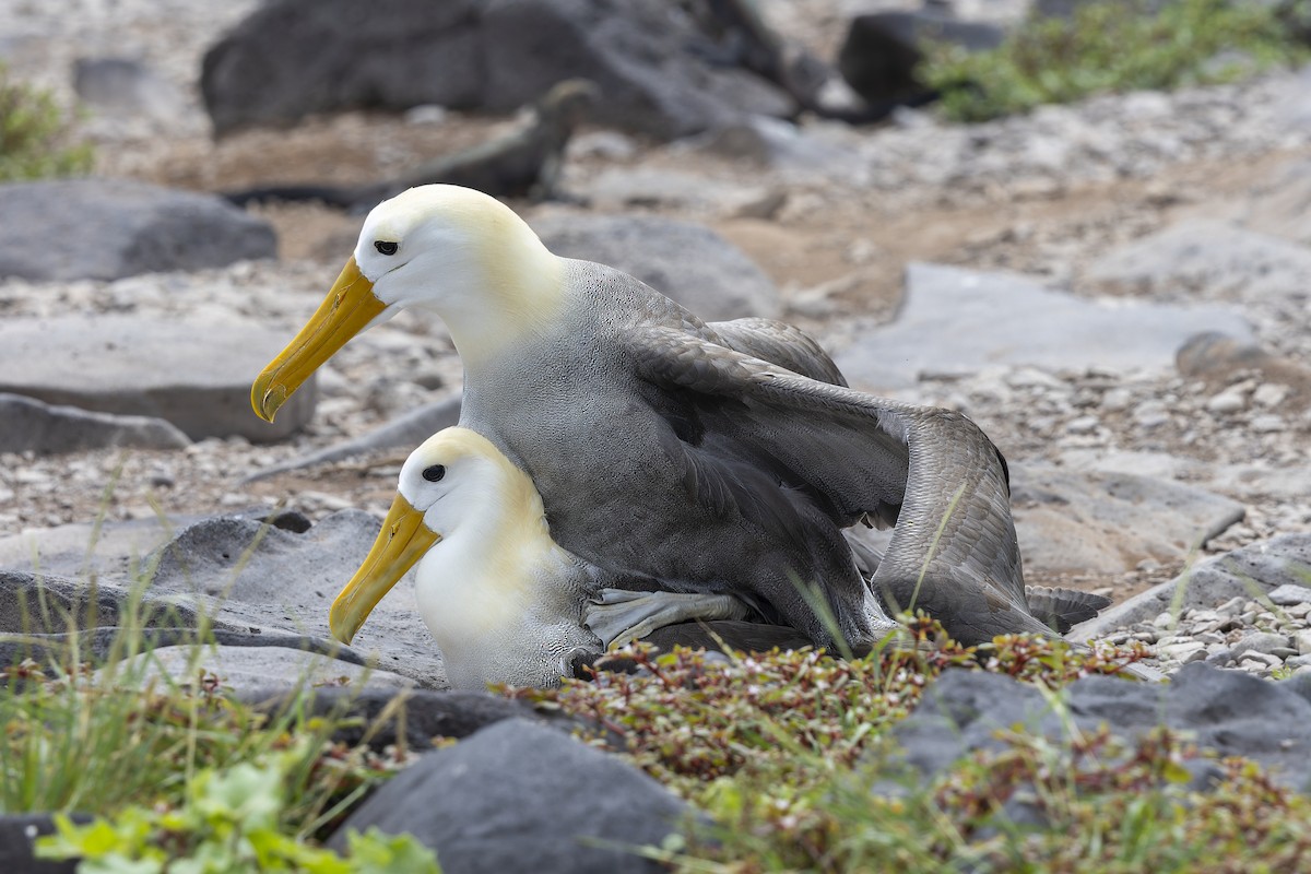 Waved Albatross - ML646218359
