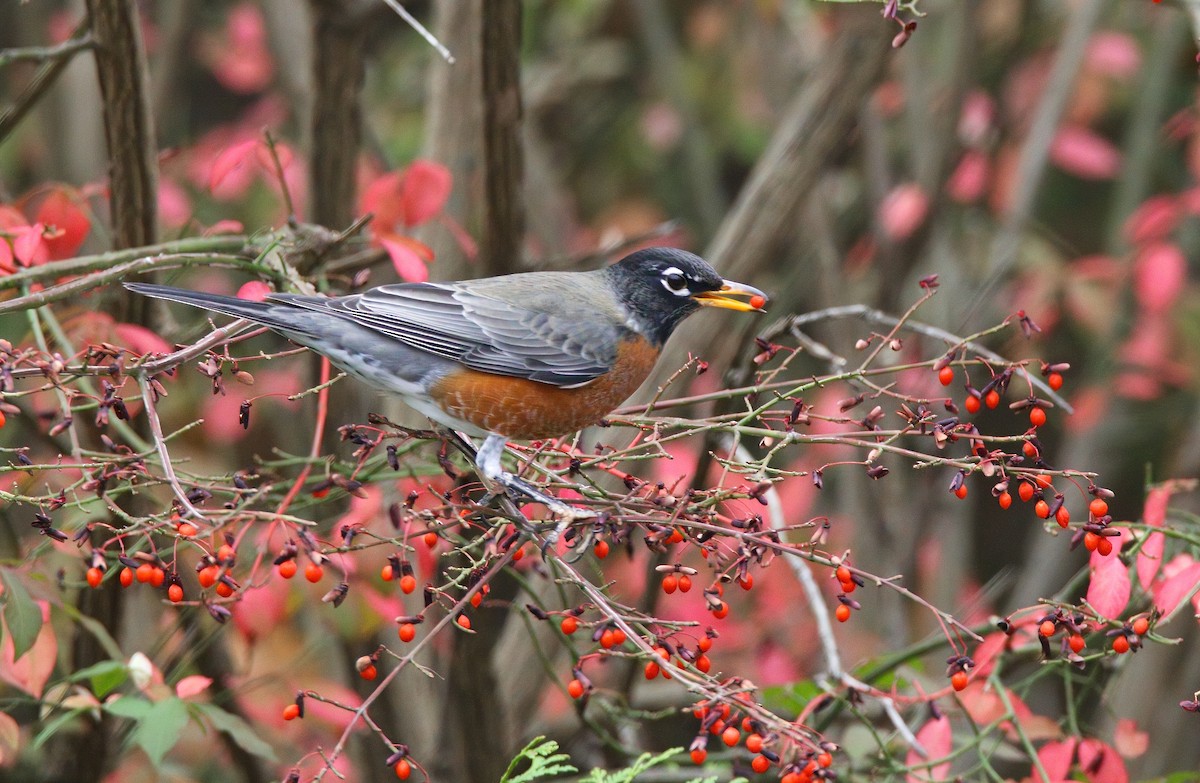 Merle d'Amérique - ML646218364