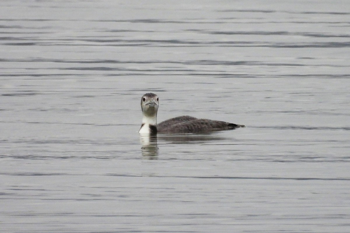 Common Loon - ML646218367