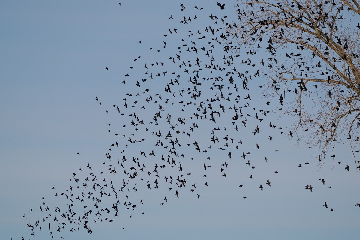 Common Grackle - ML646218369