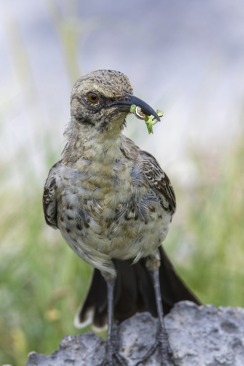 Española Mockingbird - ML646218370