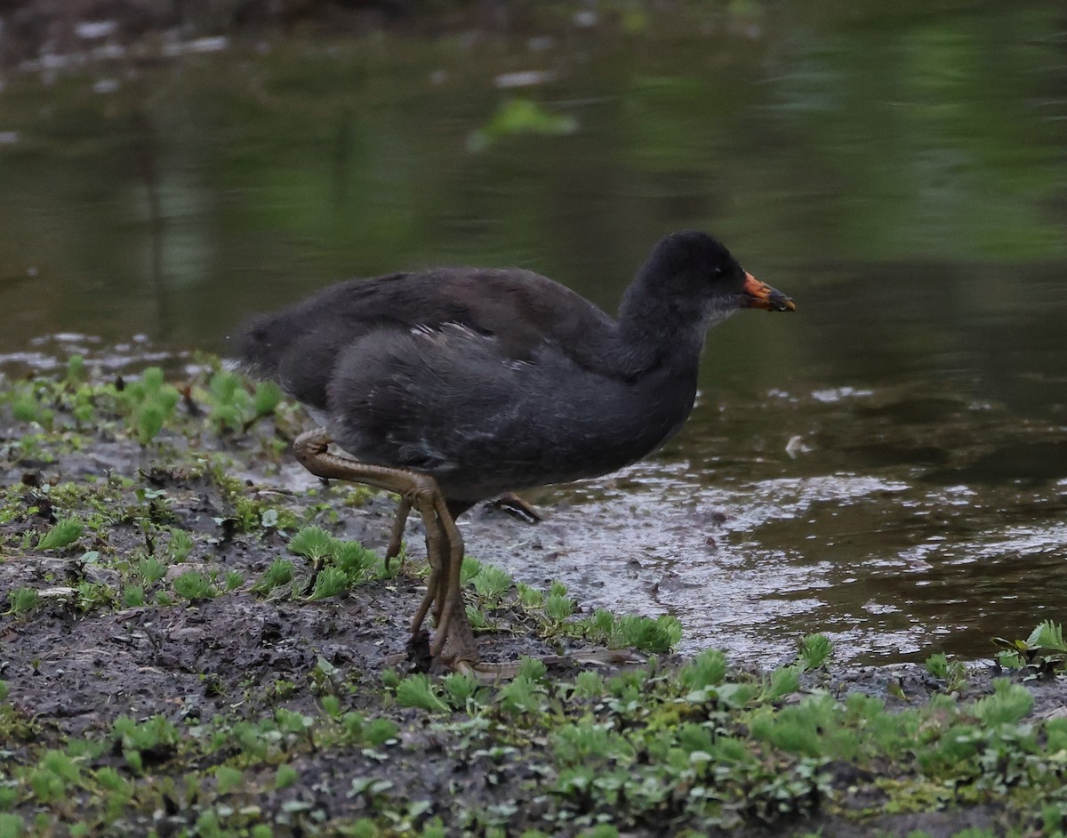 slípka americká - ML646218371