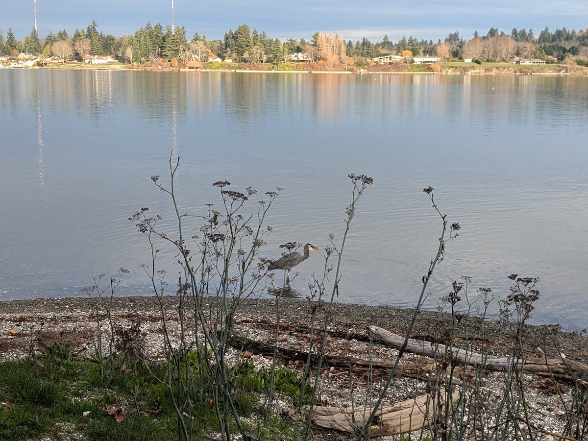 Great Blue Heron - ML646218372