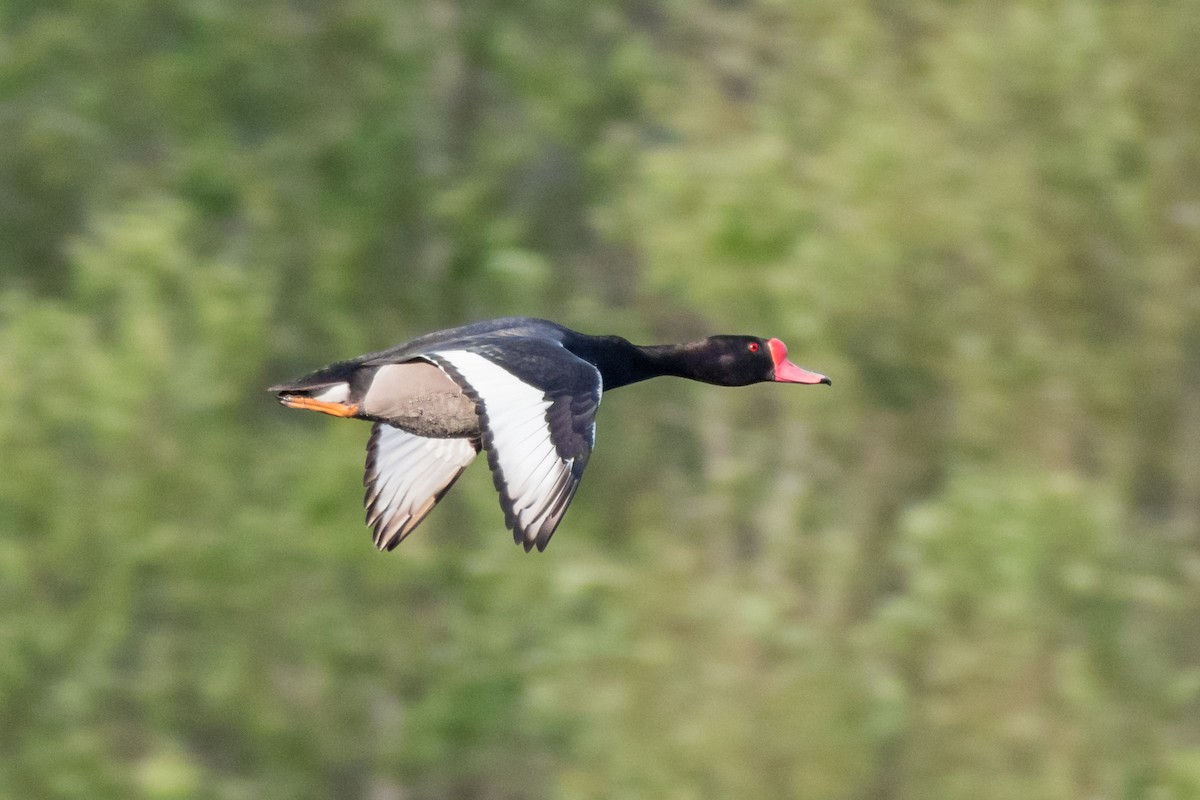 Rosy-billed Pochard - ML646218386