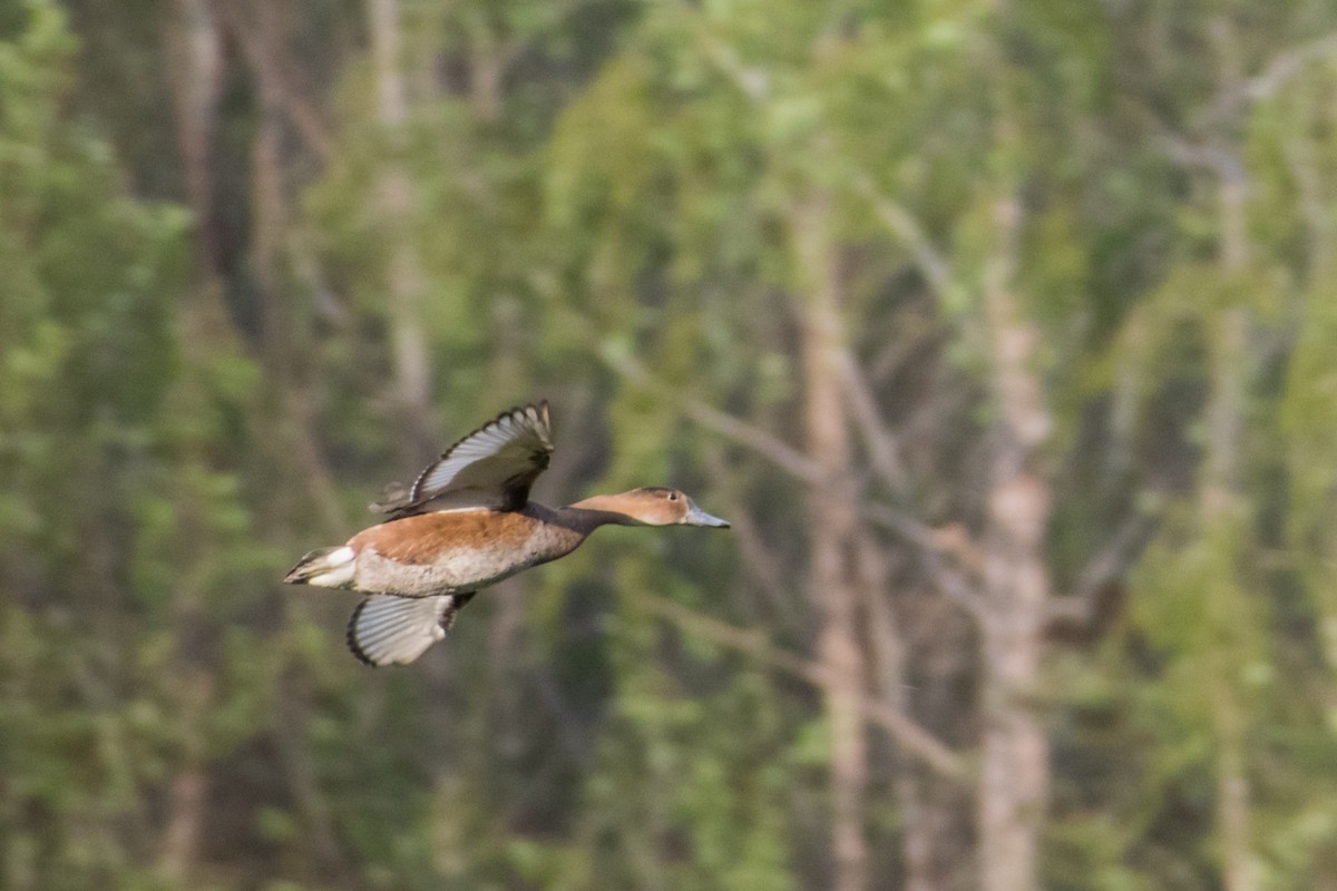 Rosy-billed Pochard - ML646218387