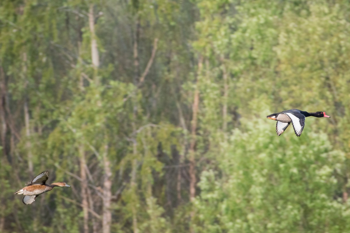Rosy-billed Pochard - ML646218389