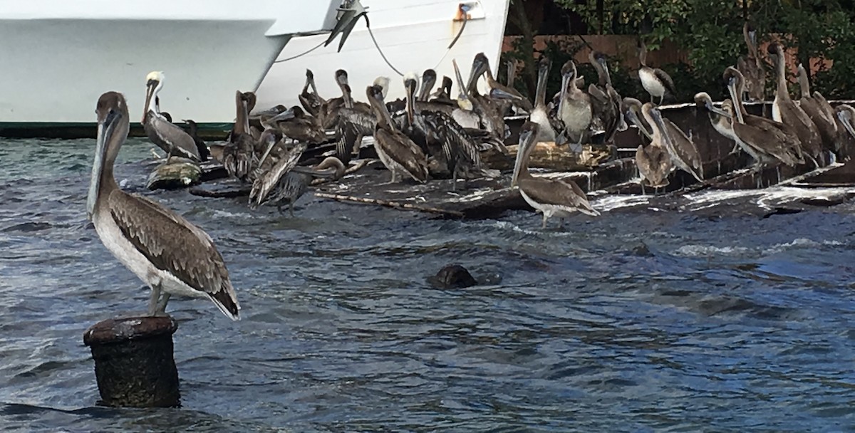 Brown Pelican - ML646218391