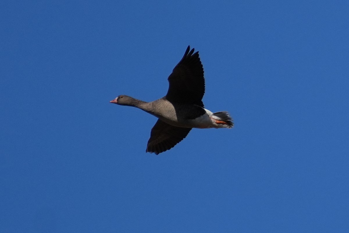 Гуска мала - ML646218396