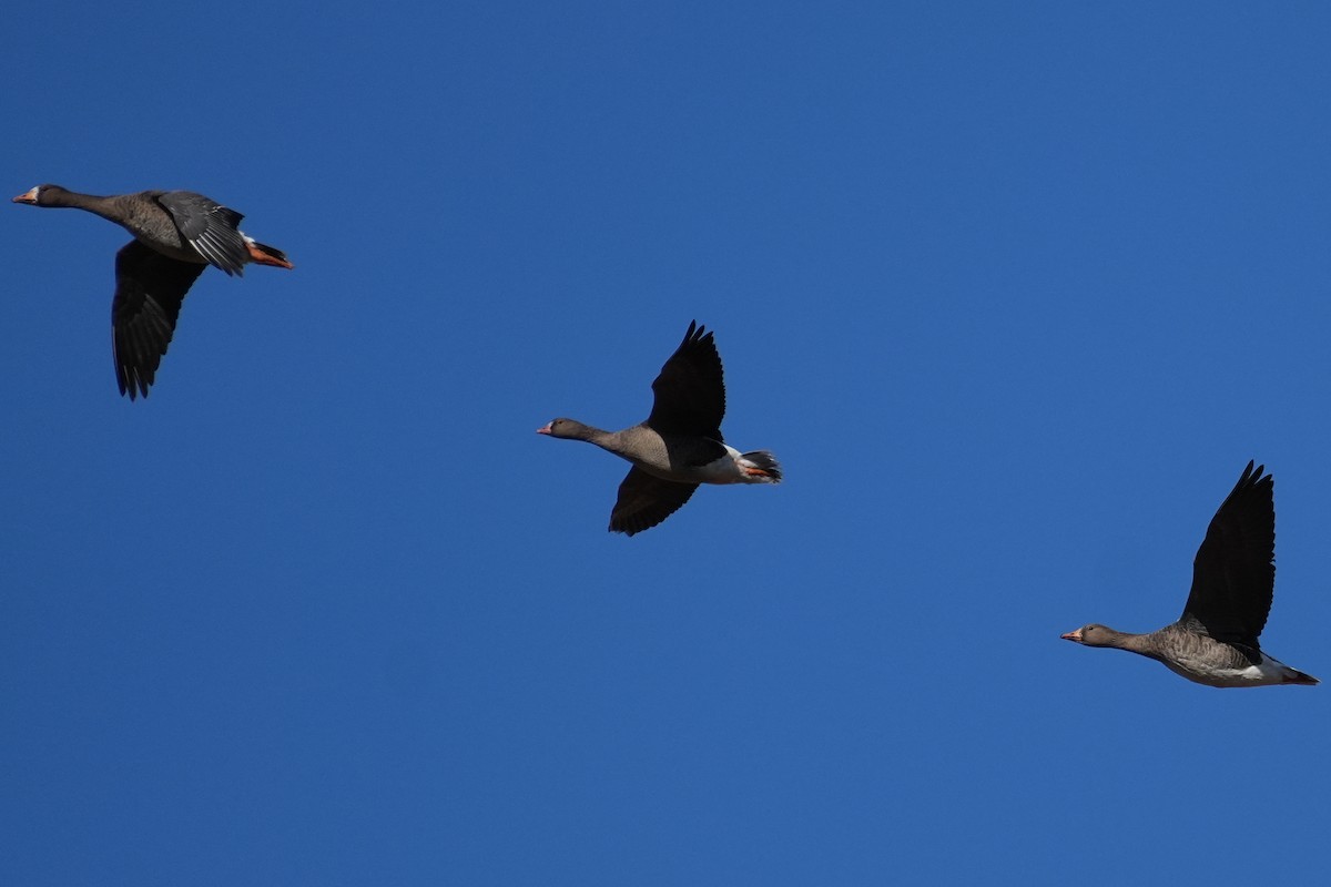 Гуска мала - ML646218397