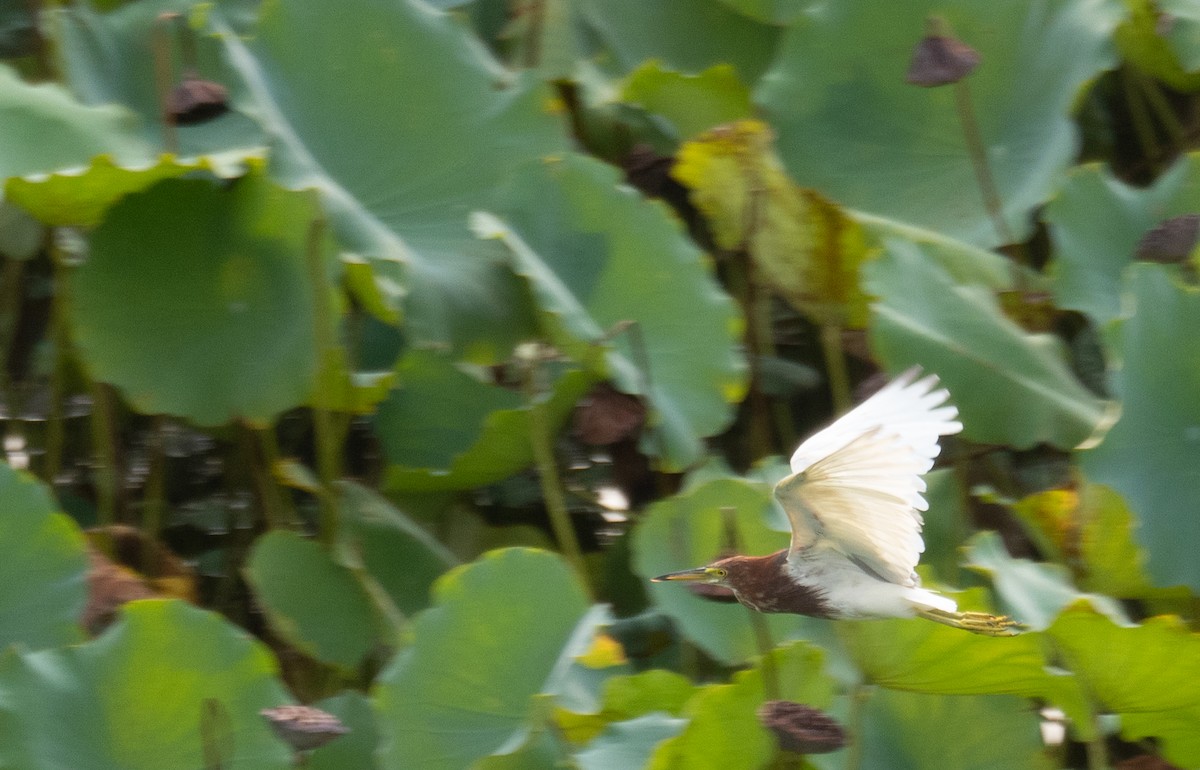 Chinese Pond-Heron - ML646218399