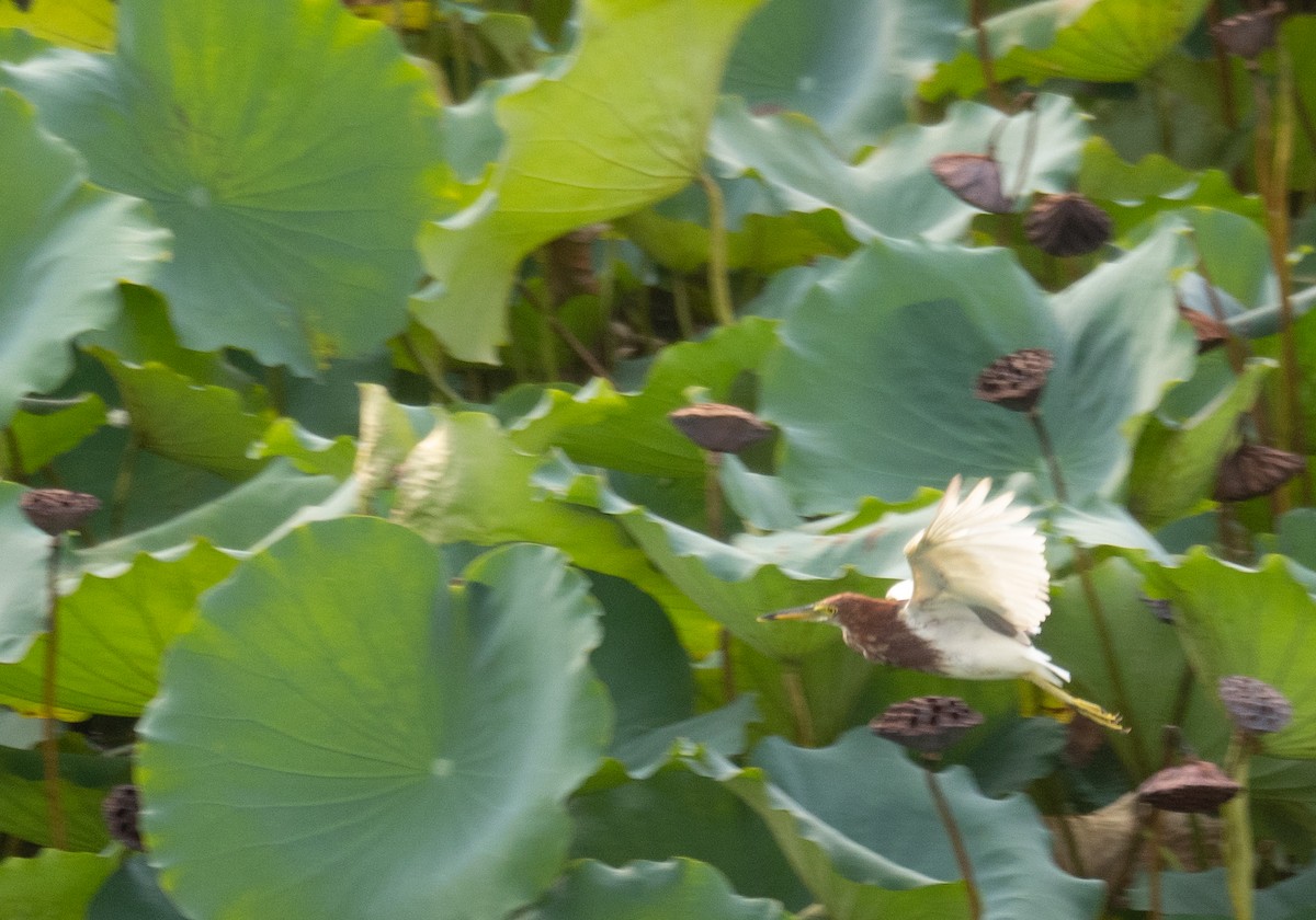 Chinese Pond-Heron - ML646218400
