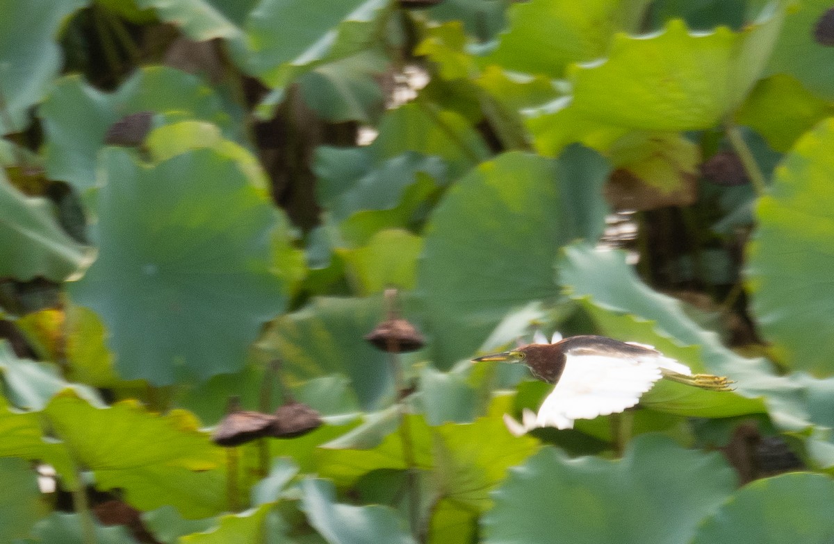 Chinese Pond-Heron - ML646218401