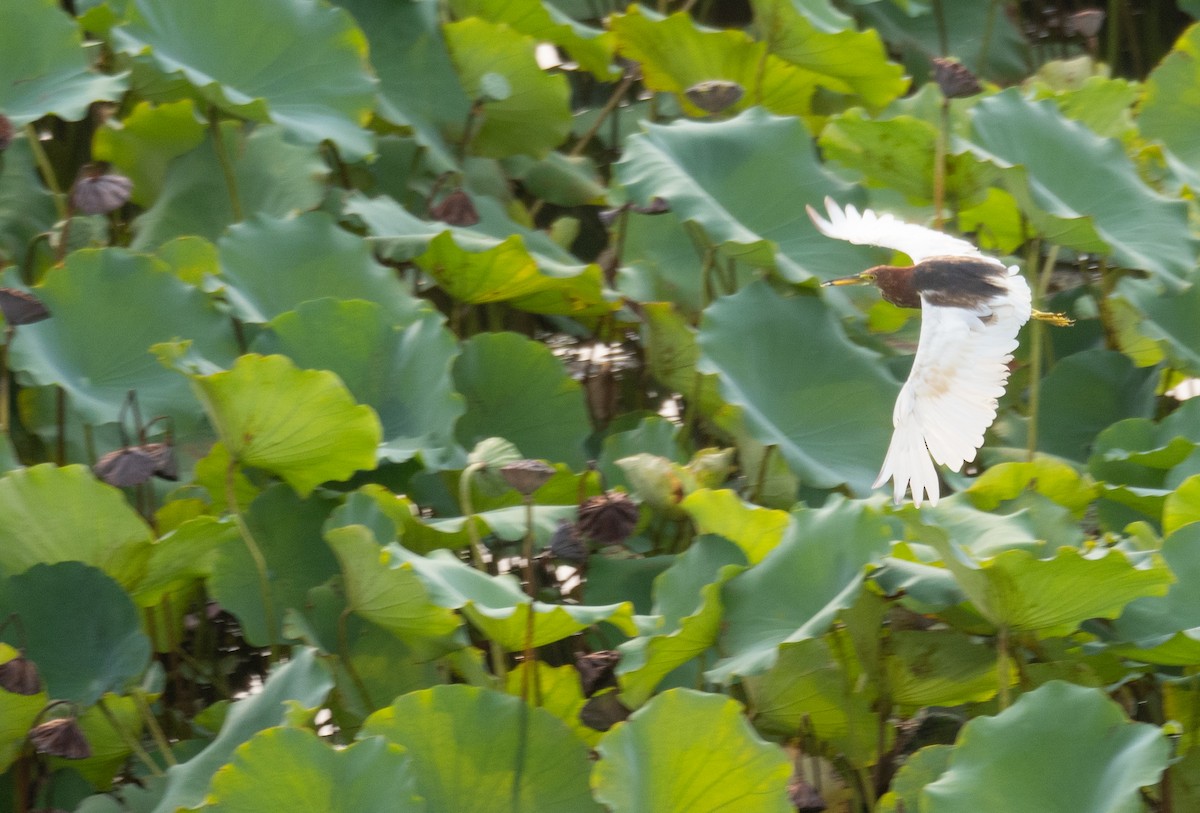 Chinese Pond-Heron - ML646218402
