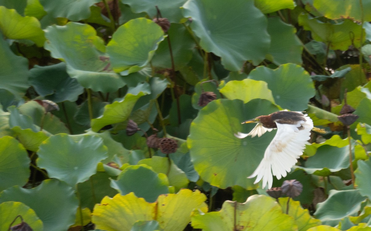 Chinese Pond-Heron - ML646218403
