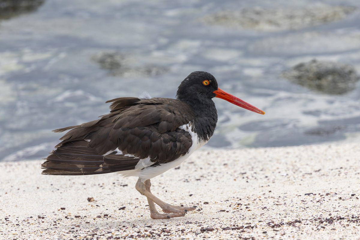 American Oystercatcher - ML646218404