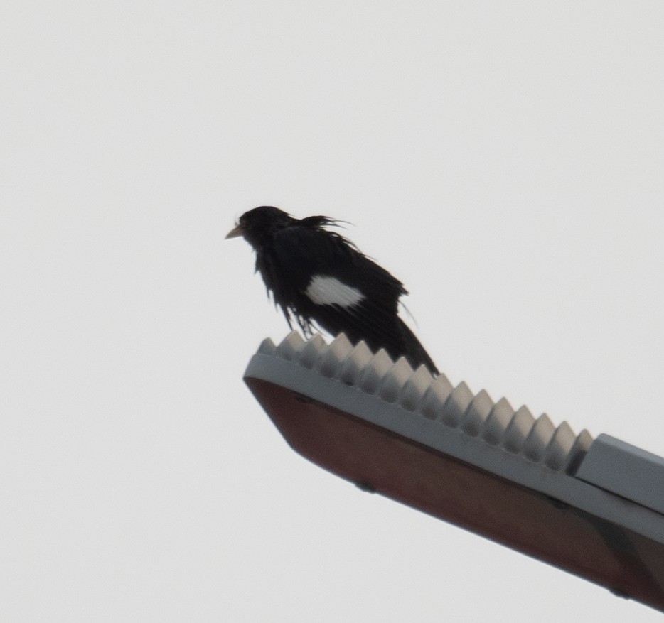 Crested Myna - ML646218406