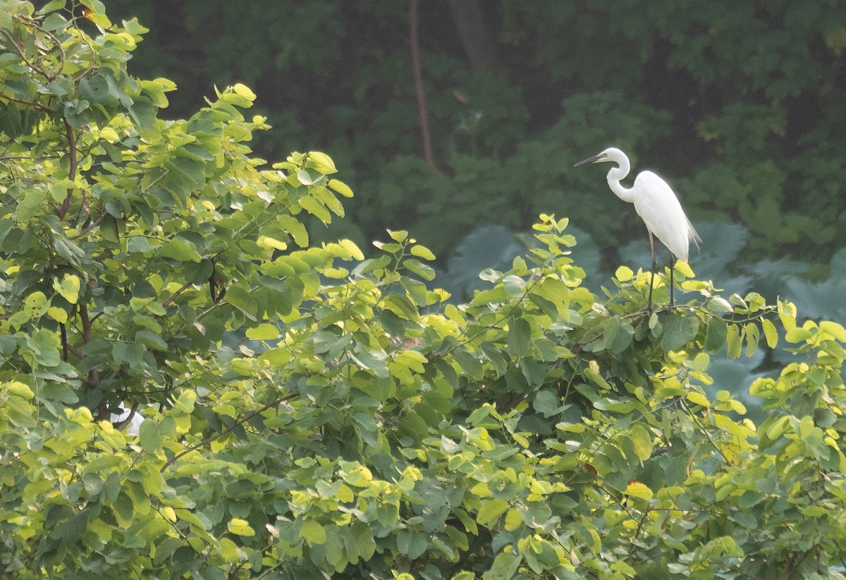 Koartza zuria - ML646218407