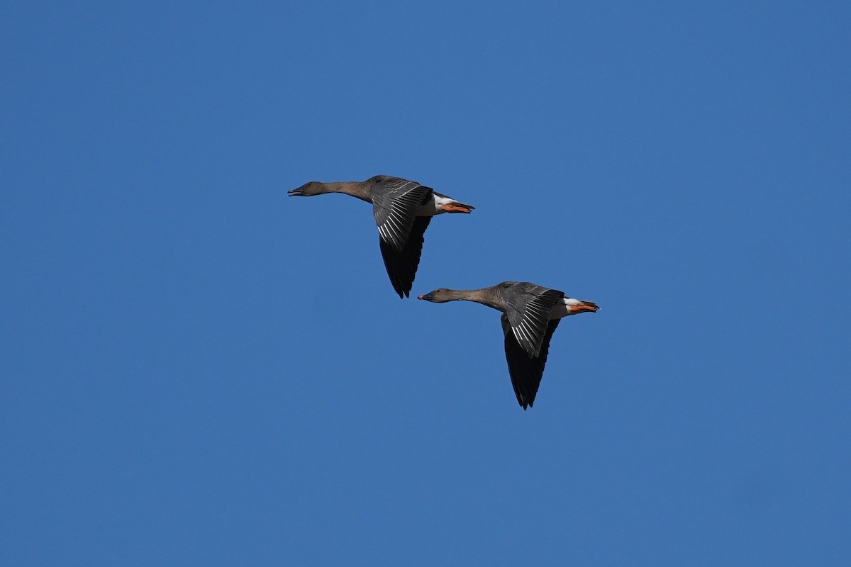 Гуменник великий - ML646218408