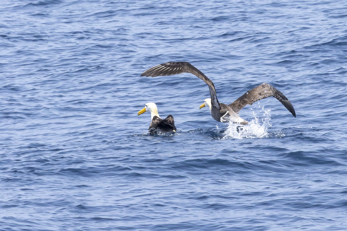 Waved Albatross - ML646218410