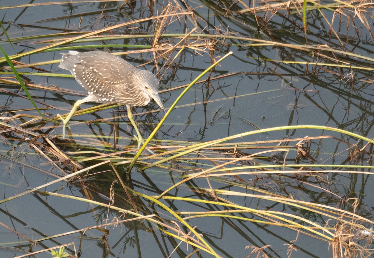 Black-crowned Night Heron - ML646218411