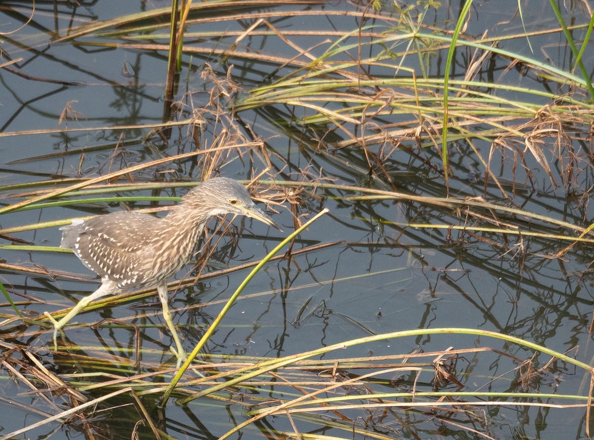 Black-crowned Night Heron - ML646218412