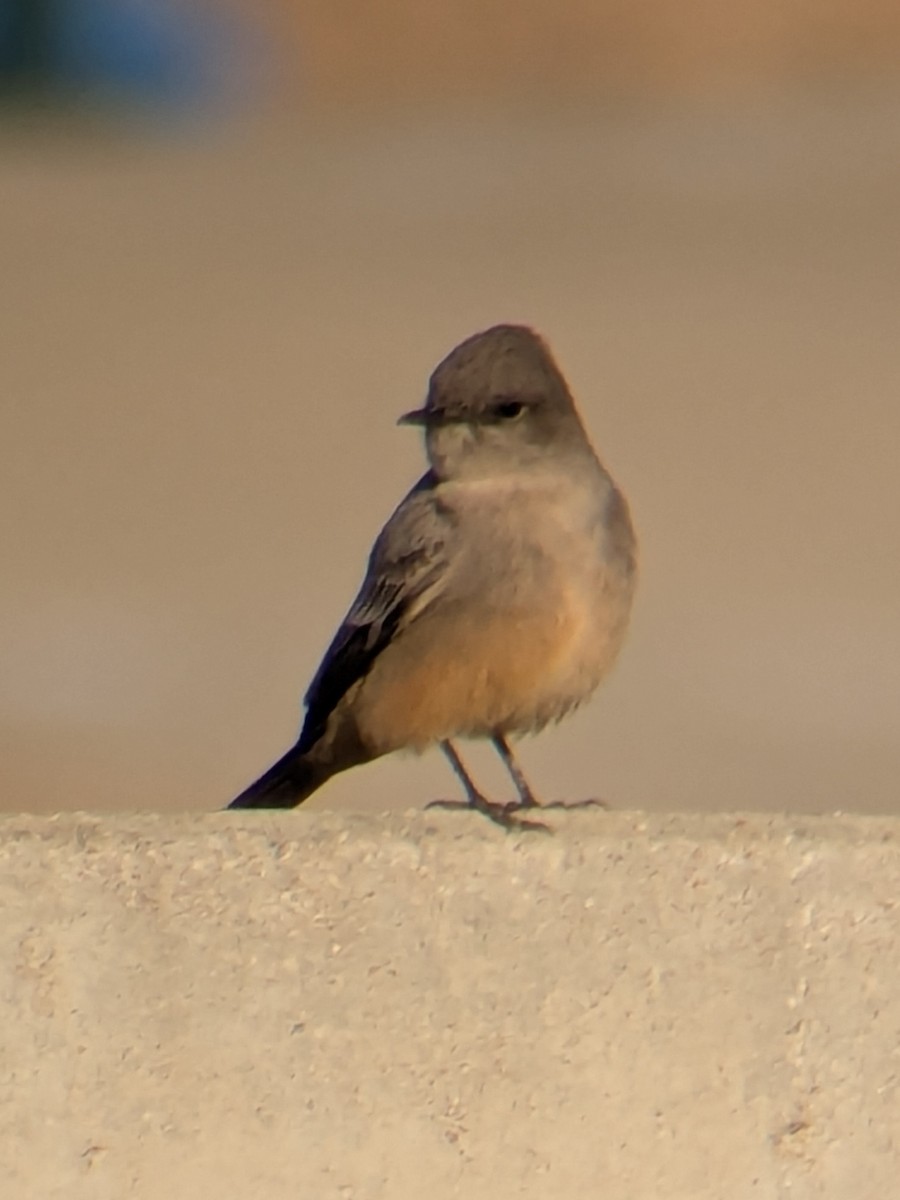 Say's Phoebe - ML646218413