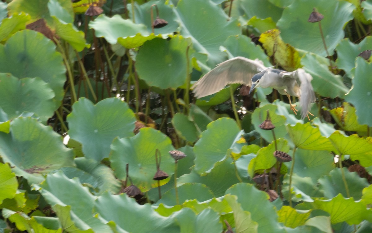 Black-crowned Night Heron - ML646218414