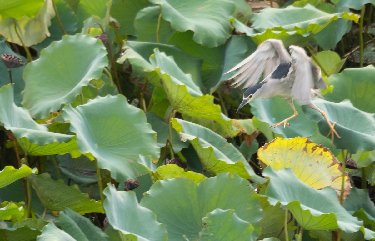 Black-crowned Night Heron - ML646218415