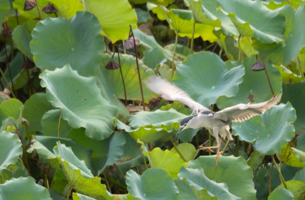 Black-crowned Night Heron - ML646218416